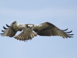 osprey in Kelowna Canada